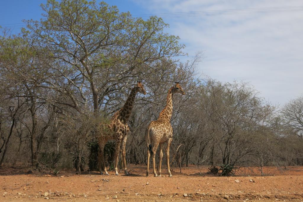 Treetops Marloth Park Exterior foto